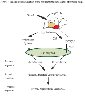 and physiological stress